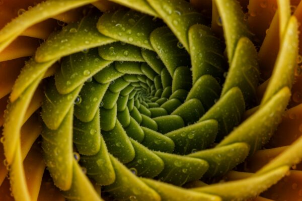 Detailed view of a plants spiral structure, showcasing intricate patterns and vibrant colors.